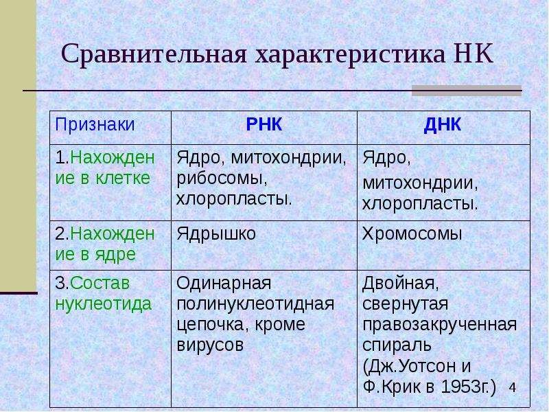 Определите признаки днк. Нахождение в клетке ДНК И РНК таблица. Нуклеиновые кислоты таблица. Строение нуклеиновых кислот таблица. Функции ДНК И РНК.