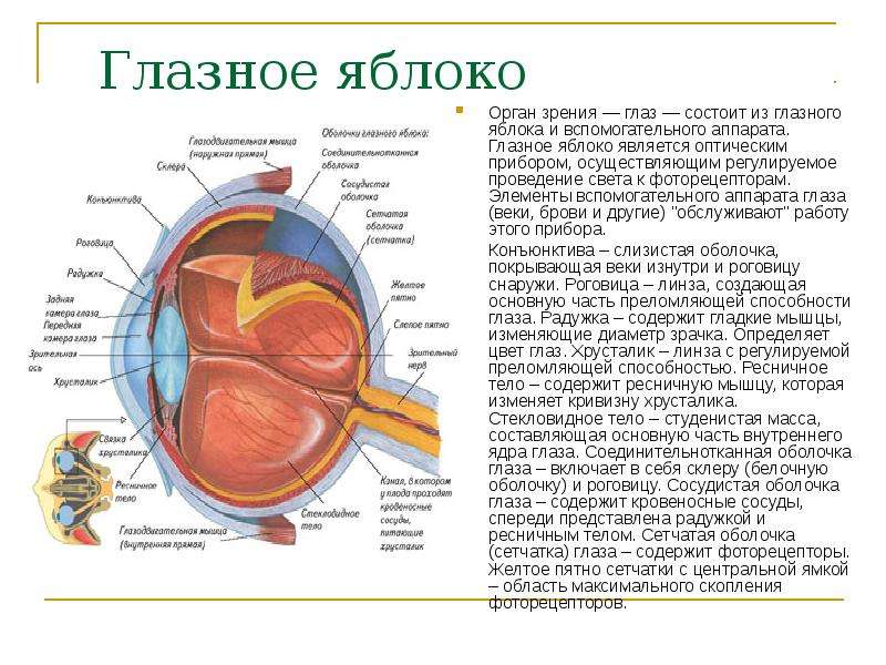 Глаз глазное яблоко вспомогательный аппарат