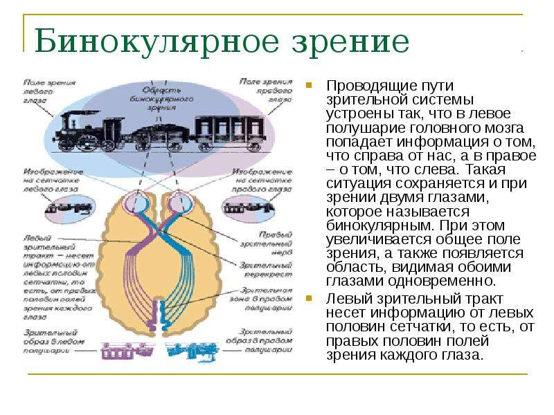 Особенности бинокулярного зрения человека. Зрительный анализатор бинокулярное зрение. Стереоскопическое зрение. Бинокулярное зрение. Поле зрения. Механизм бинокулярного зрения. 5. Бинокулярное зрение.