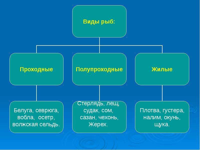 Проходные рыбы. Проходные и полупроходные рыбы. Виды проходных рыб. Проходные полупроходные и непроходные рыбы. Привести примеры проходных и полупроходных рыб.