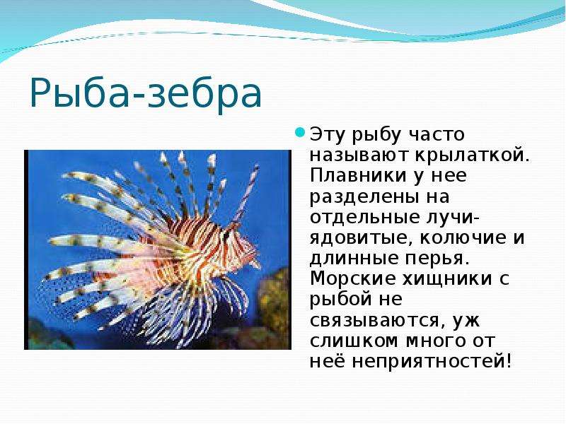 Удивительные рыбы презентация 2 класс