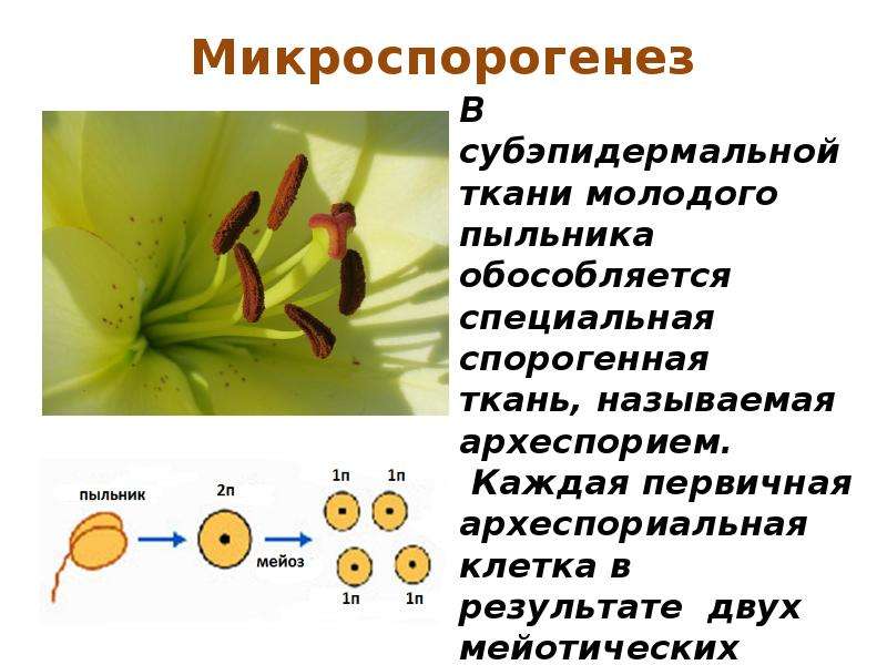 Мужские гаметы покрытосеменных. Гаметогенез у покрытосеменных растений. Микро и макроспорогенез у цветковых растений. Мегаспорогенез у покрытосеменных. Микроспорогенез покрытосеменных схема.