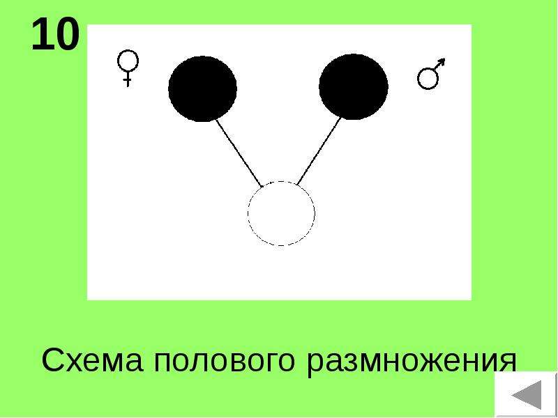 Схема размножения. Схема полового размножения. Схема схема полового размножения. Схема полового размножения 6 класс. Схема полового размножения 9 Клаас.