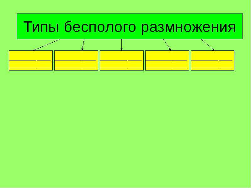 Почему при бесполом размножении потомки генетически сходны