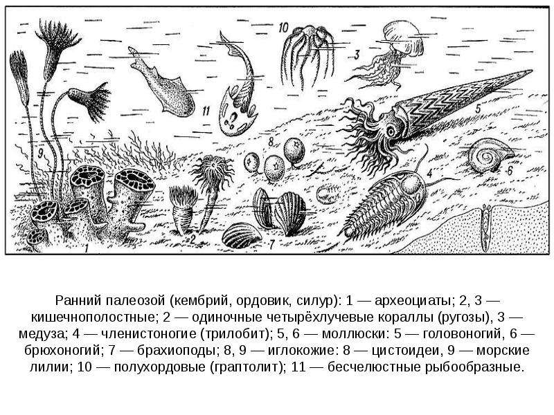 Кембрий ордовик презентация