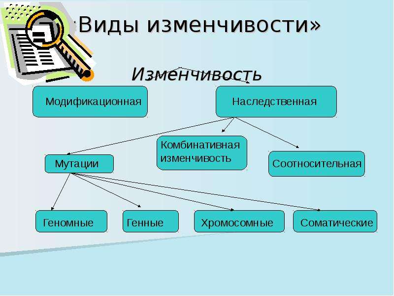 Рассмотрите предложенную схему классификации видов изменчивости