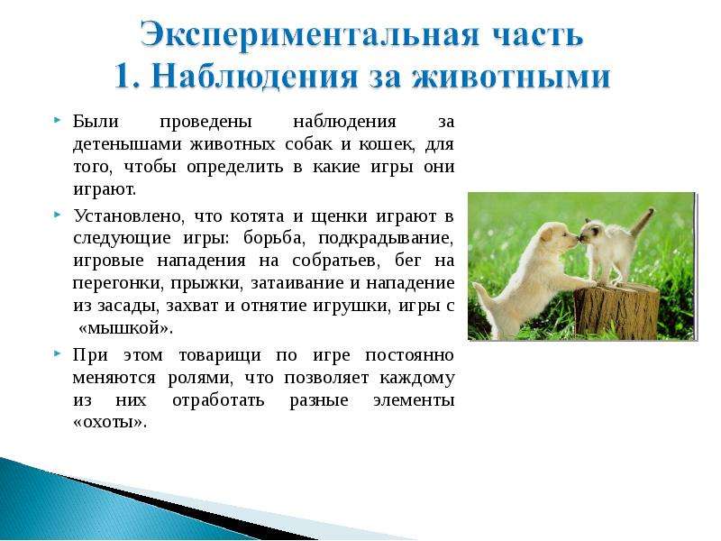 Наблюдение за домашними животными 5 класс биология. Наблюдение за животными. Рассказ о наблюдении за животными. Рассказ наблюдение за домашним животным. Интересные наблюдения за животными.