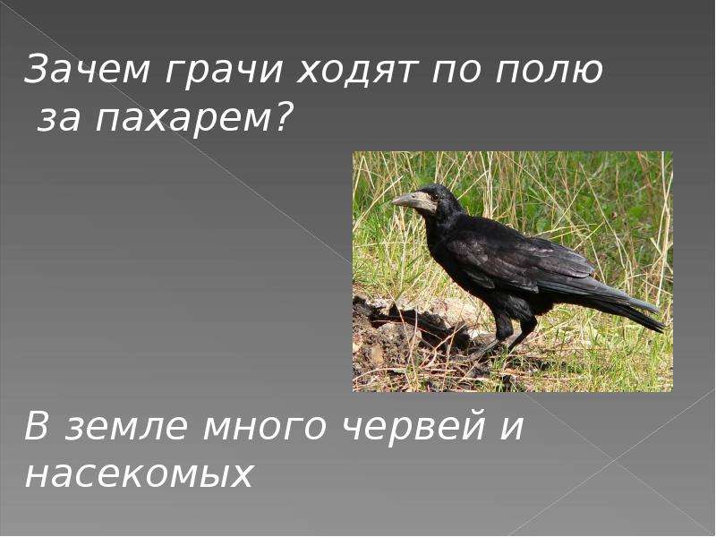 Ходят грачи в полосе. Грач ходит. Грачи важно расхаживали по пашне. Грач идет по полю.