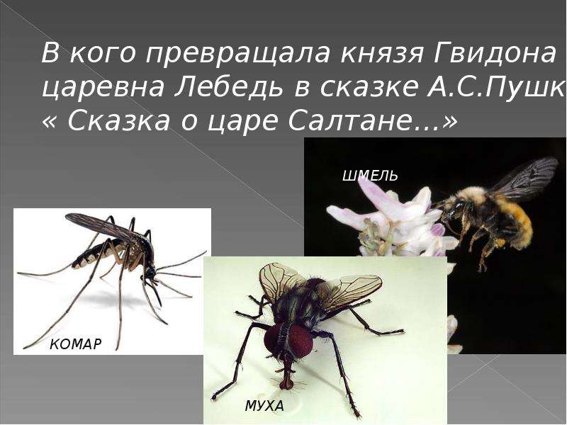 В кого превращался царь гвидон. Муха комар Шмель из сказки Пушкина. Гвидон комар Муха Шмель. В кого превращался князь Гвидон. В кого превращала Царевна лебедь князя Гвидона.