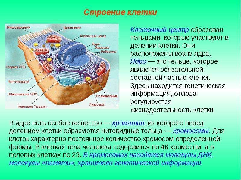 Презентация на тему клетка 10 класс биология