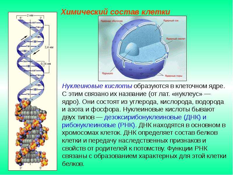 Презентация по биологии химический состав клетки 5 класс биология