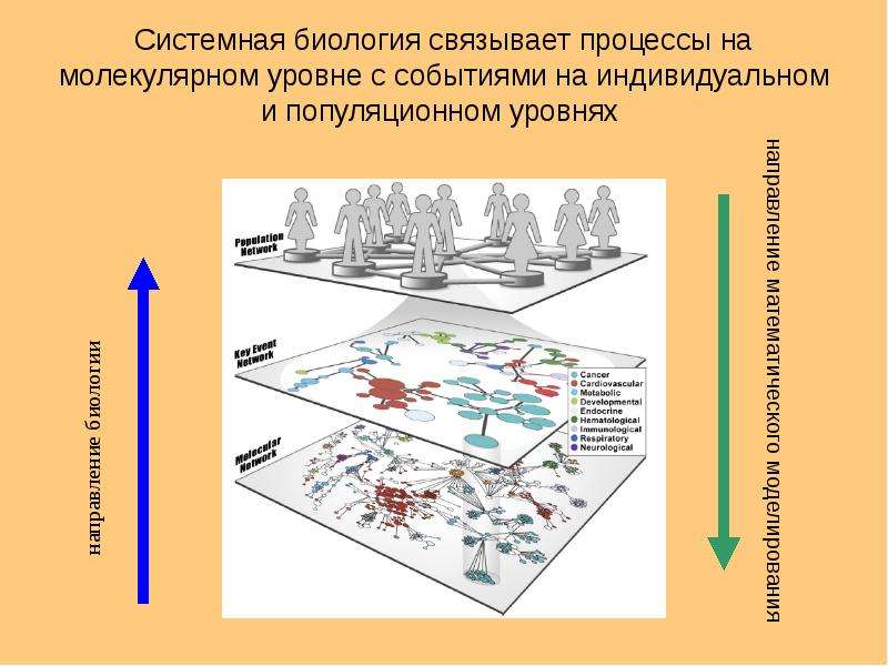 Направления биологии. Системная биология. Процессы популяционного уровня. Процессы молекулярного уровня. Системная биология задачи.