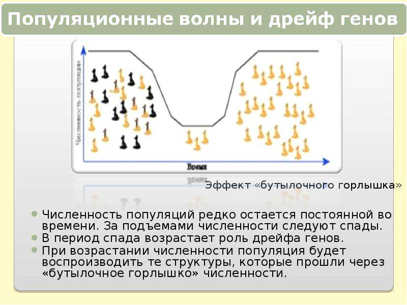 Дрейф генов. Эффект основателя и бутылочного горлышка. Дрейф генов бутылочное горлышко. Эффект бутылочного горлышка это в биологии. Феномен бутылочного горлышка.