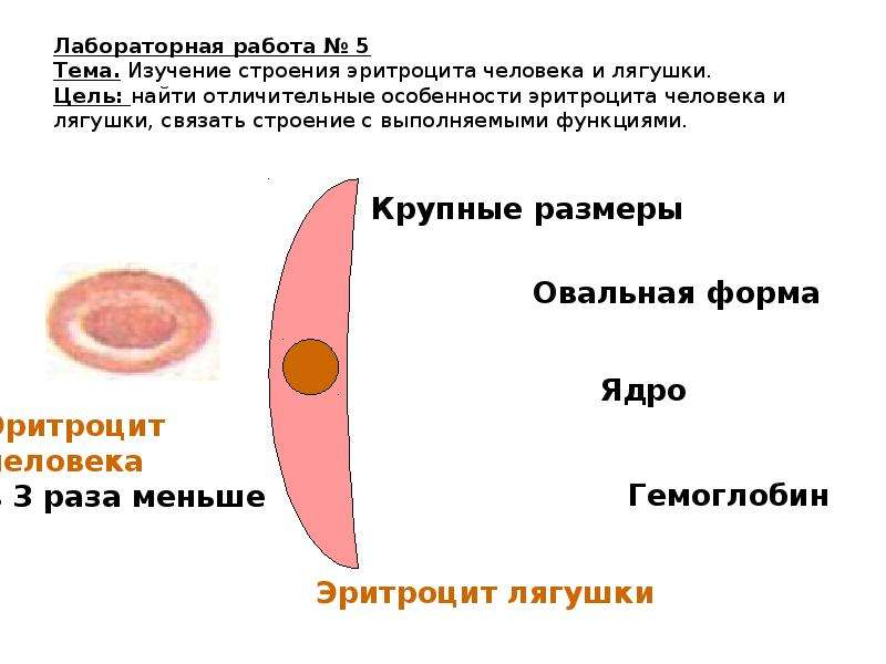 Укажите какой цифрой на рисунке обозначены эритроциты лягушки а какой эритроциты человека