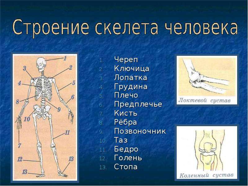 Строение скелета человека предплечье