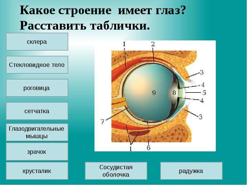 Презентация орган зрения и зрительный анализатор 8 класс пономарева