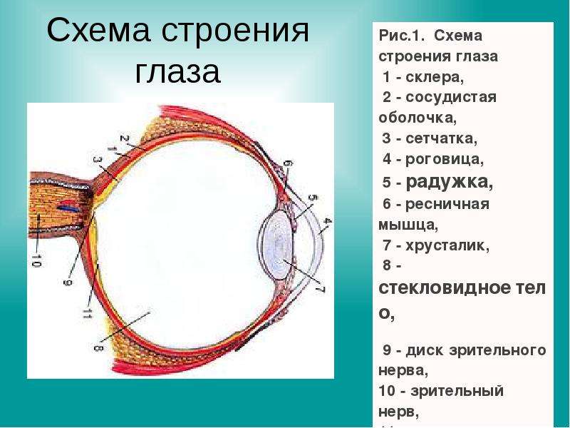 Элементы зрения строение функции. Зрительный анализатор анатомия схема. Орган зрения зрительный анализатор анатомия. Сагиттальный разрез глаза анатомия. Схема строения глаза.