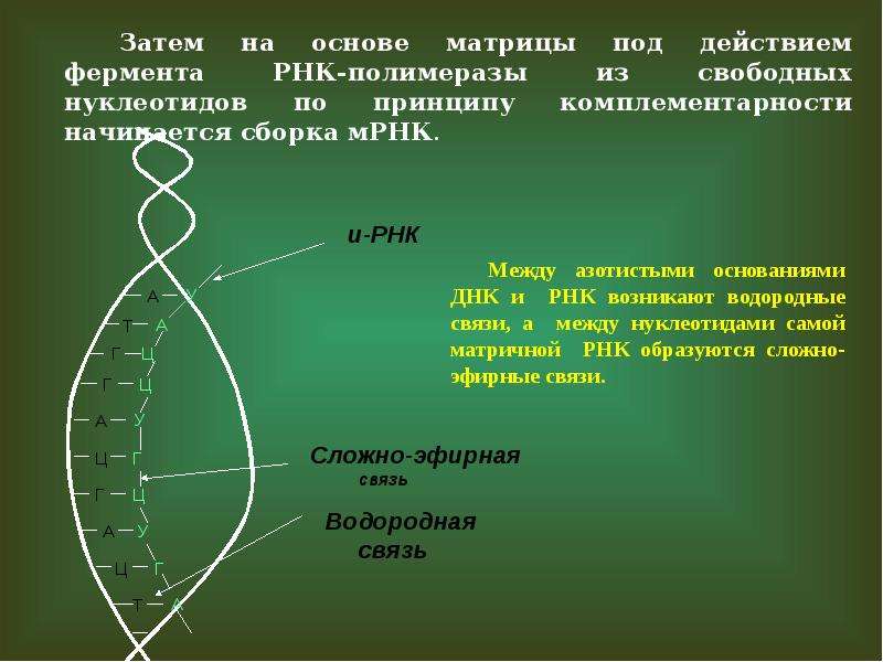 Сборка белка. Сборка белка по матрице ИРНК. Матрица для синтеза МРНК. Матрицей для ТРНК служит. Матрица ИРНК.