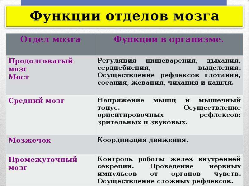 Выполняемые функции мозга. Промежуточный мозг функции кратко таблица. Промежуточный мозг строение и функции таблица. Продолговатый мозг функции кратко таблица. Функции среднего продолговатого и промежуточного мозга.