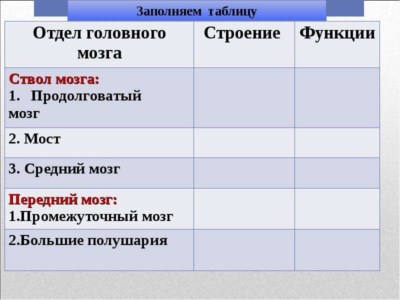 Используя обозначения рисунка заполните таблицу отделы головного мозга