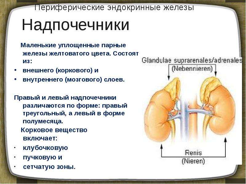 К железам внутренней секреции относятся надпочечники