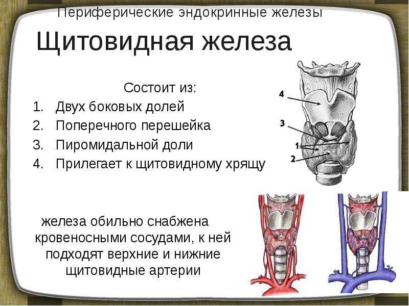 Железы внутренней секреции фото