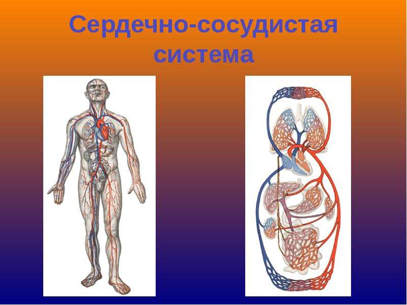 Сердечно сосудистая система это. Сердечно сосудистая система. Сердечносусудистая система. Сосудистая система человека. ССС сердечно сосудистая система.