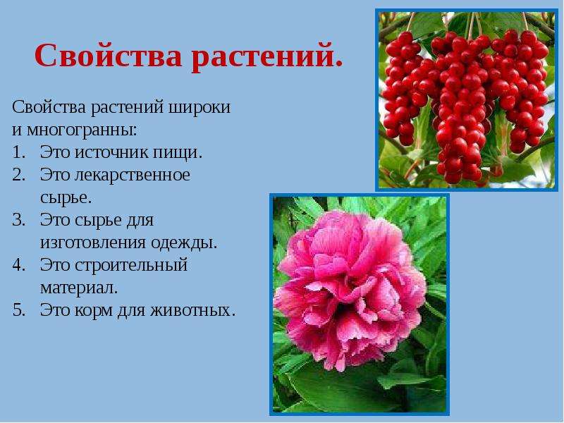 Какие свойства растений. Свойства растений. Растения для презентации. Свойства цветка. Характеристика цветка.