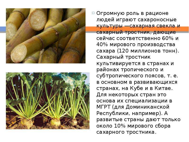 Сахарный тростник в россии