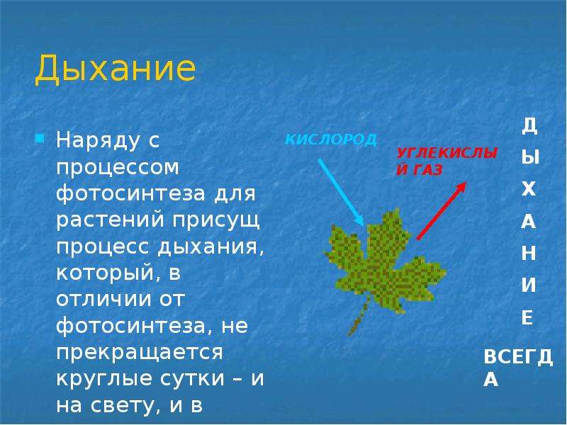 Презентация на тему фотосинтез 6 класс по биологии