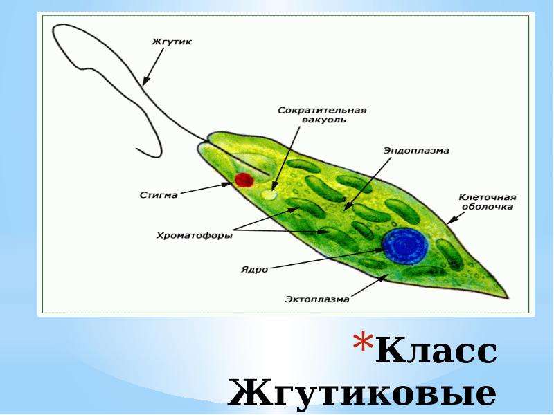 План конспект урока протисты 6 класс