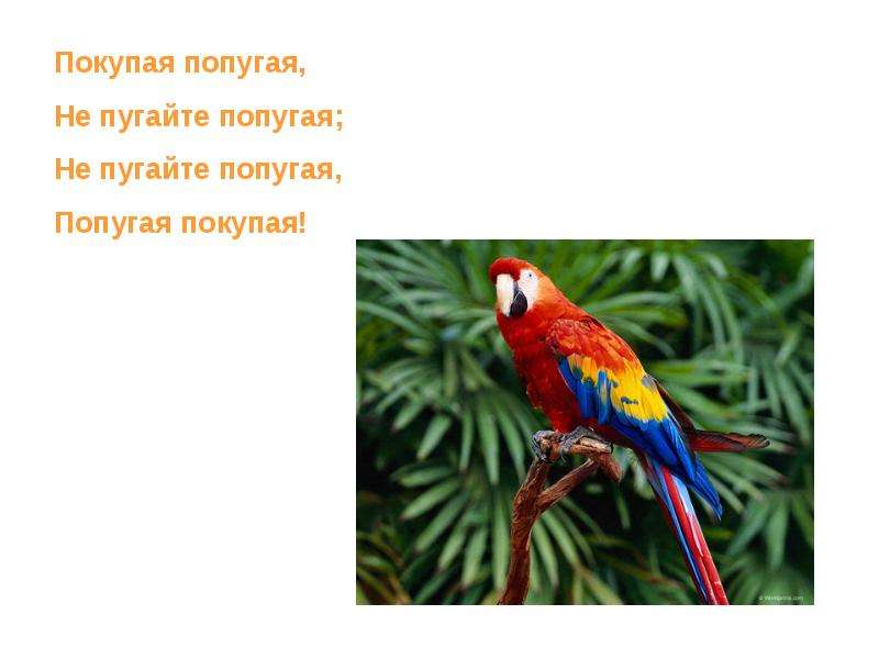 Слово попугай на английском. Попугай по английскому. Покупая попугая не пугайте попугая. Описание попугая. Попугай пугает.