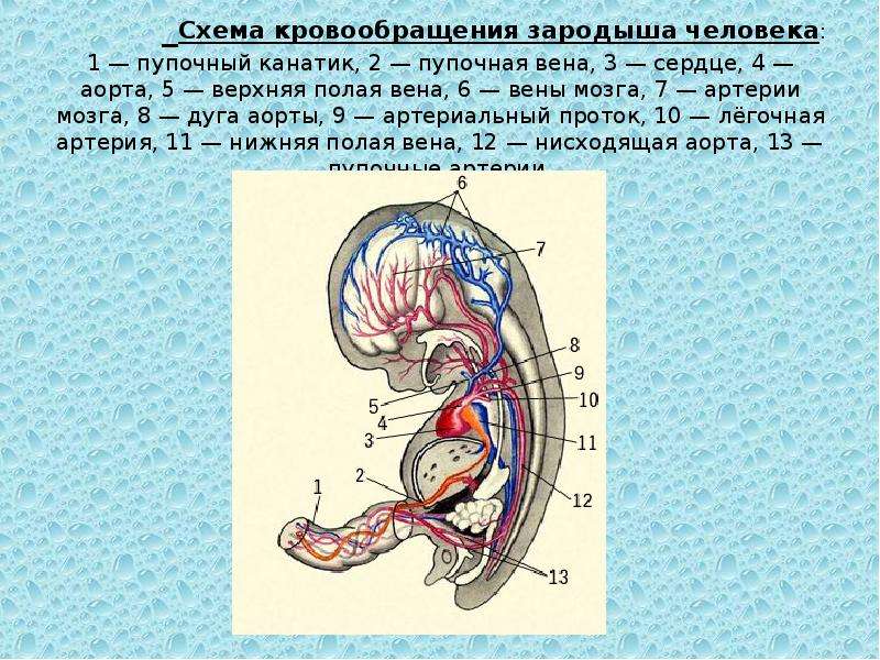 Полая вена круг кровообращения. Строение зародыша человека. Зародыш человека схема. Сердце строение зародыша человека. Хвостовая артерия у человека у эмбриона.