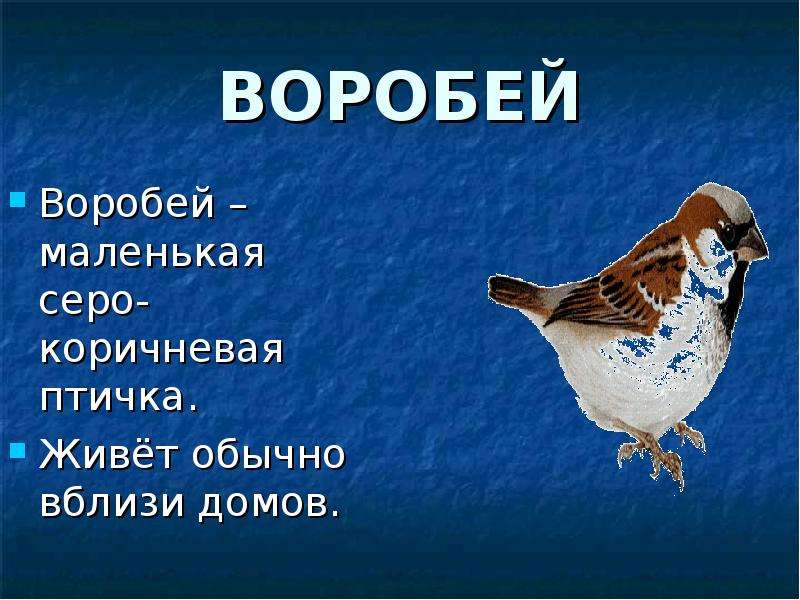 Воробей словарное слово или нет. Воробей Воробей маленькая. Маленький рассказ про воробья. Описание воробья 3 класс. Сообщение о Воробье.