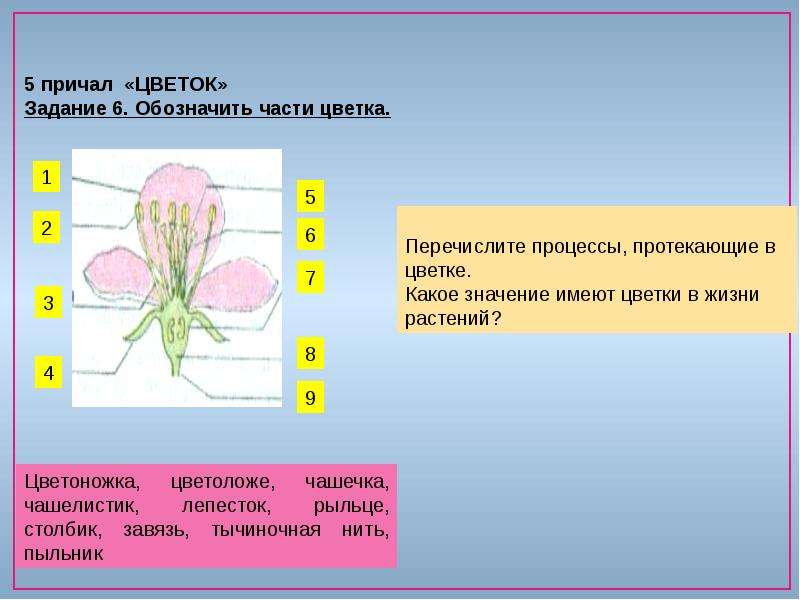 Ниже перечислены процессы. Какое значение имеет цветок. Какое значение в жизни растений имеет цветок. В какой части цветка протекает этот процесс. Какое значение в жизни растений имеет цветок 3 класс.