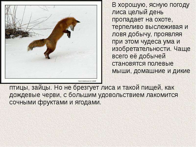 Осторожный и лиса зверь. Рассказ про лису. Доклад о лисе. Доклад про лису. Информация о лисице.