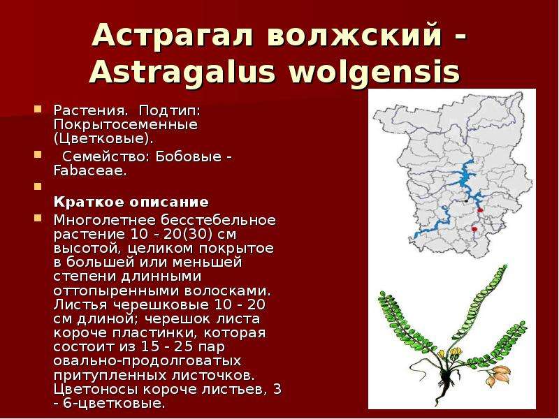 Красная книга растений пермского. Астрагал Пермский красная книга Пермского края. Растения красной книги Пермского края. Название красной книги Пермского края. Краснокнижное растение Пермского края.