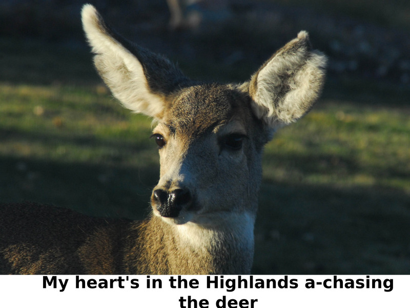     My heart's in the Highlands a-chasing the deer    