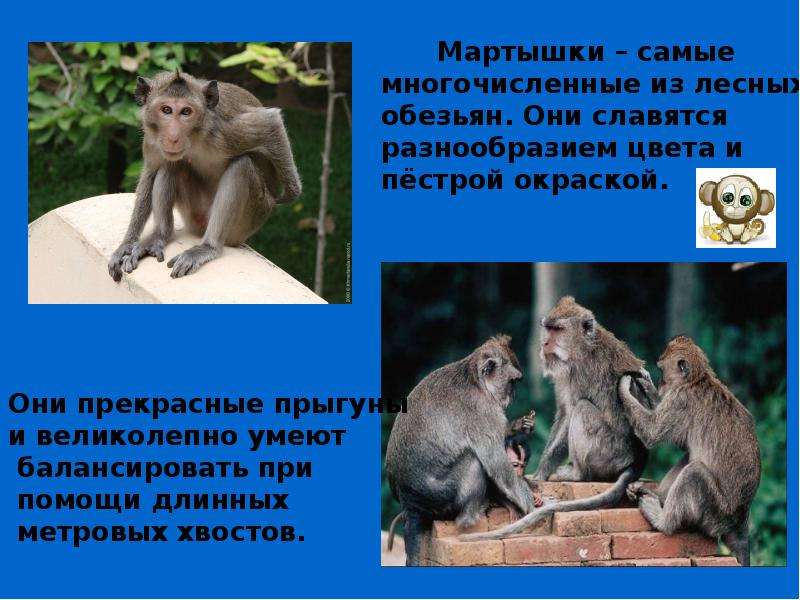 Что ты знаешь об обезьянах 3