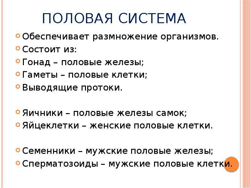 Размножение обеспечивает. Половая система. Функции половой системы. Половая система состоит из. Половая система человека функции.