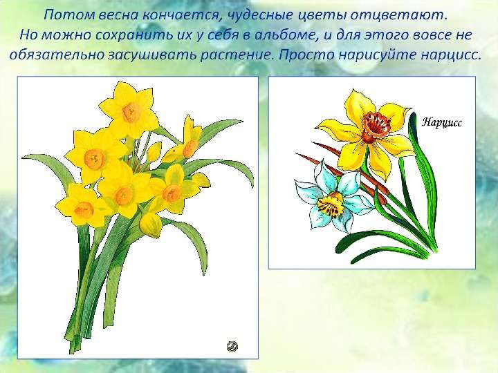 Нарцисс растение значение. Рисование нарциссы в старшей группе. Нарцисс класс и семейство. Нарцисс рисунок для детей 1 класса. Весенние цветы рисунок нарциссы.