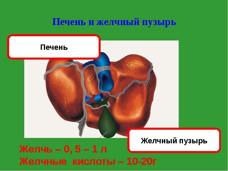 Презентация на тему пищеварение в кишечнике 8 класс