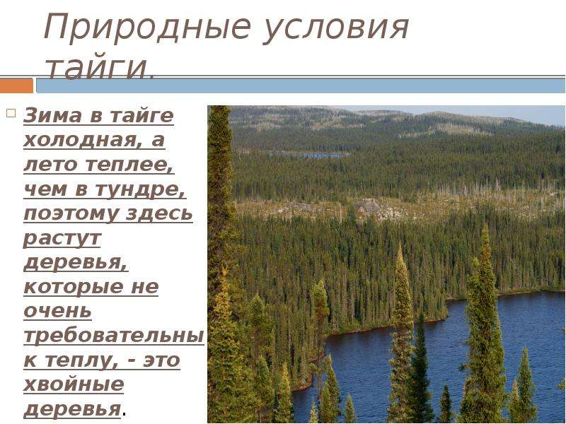 Какой климат в зоне тайги. Природные условия тайги. Тайга условия природы. Условия не живой природы в тайке. Природные условия тайги в России.
