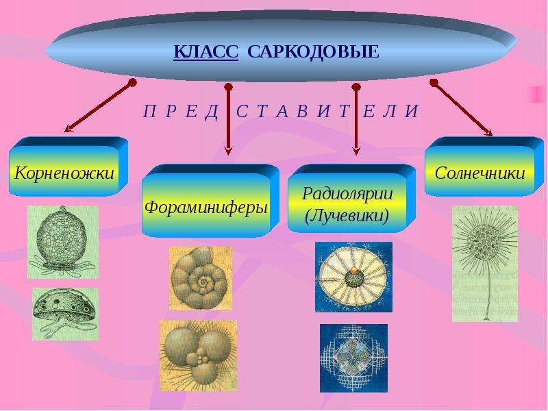 Презентация одноклеточные 5 класс