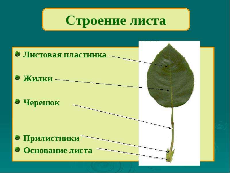 Форма внешнее строение. Черешок прилистники листовая пластинка. Листья основание листа черешок листовая пластинка прилистники. Черешок жилка и листовая пластинка. Основание черешок листовая пластина.