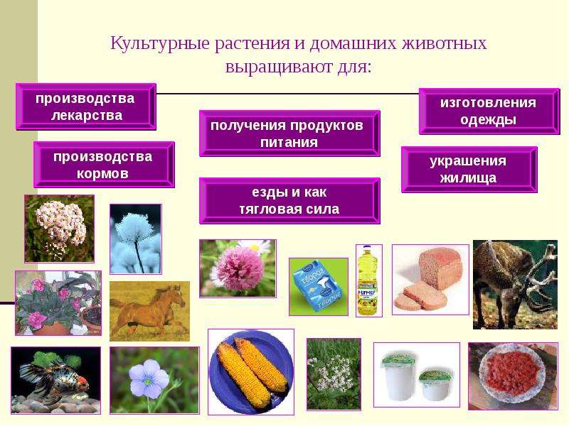 Классификация культурных растений презентация