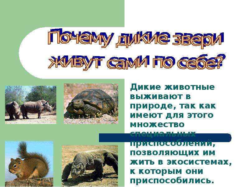 Минусы иметь диких животных