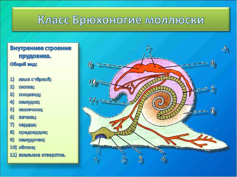 Тест моллюски. Моллюски брюхоногие двустворчатые и головоногие. Двустворчатые и головоногие пищеварительная система. Внутренне строение брюхоногих моллюсков. Строение брюхоногих моллюсков 7 класс.