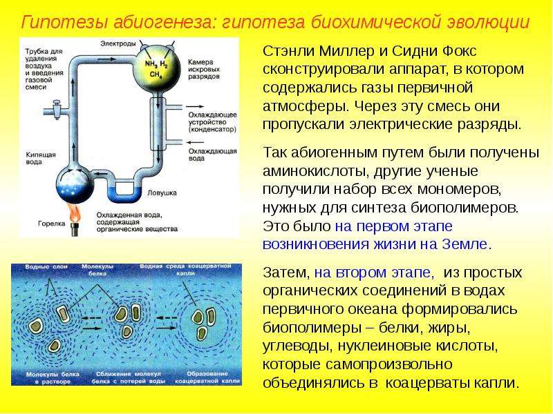 Презентация на тему гипотеза биохимической эволюции