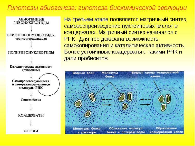 Биохимическая гипотеза рисунок